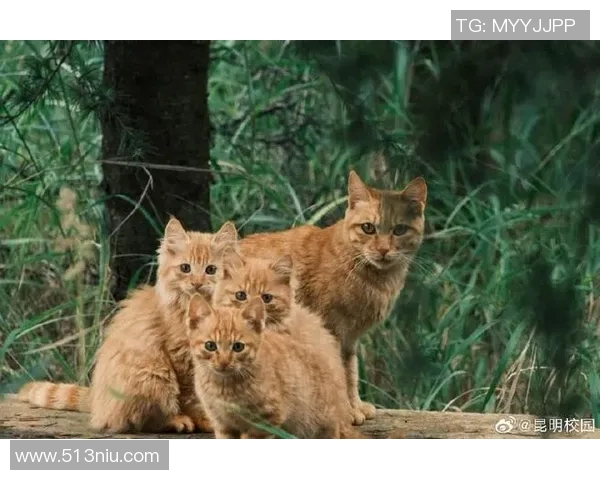 足球明星与他们的猫咪们的可爱生活大盘点 足球明星与他们的猫咪们的可爱生活大盘点
